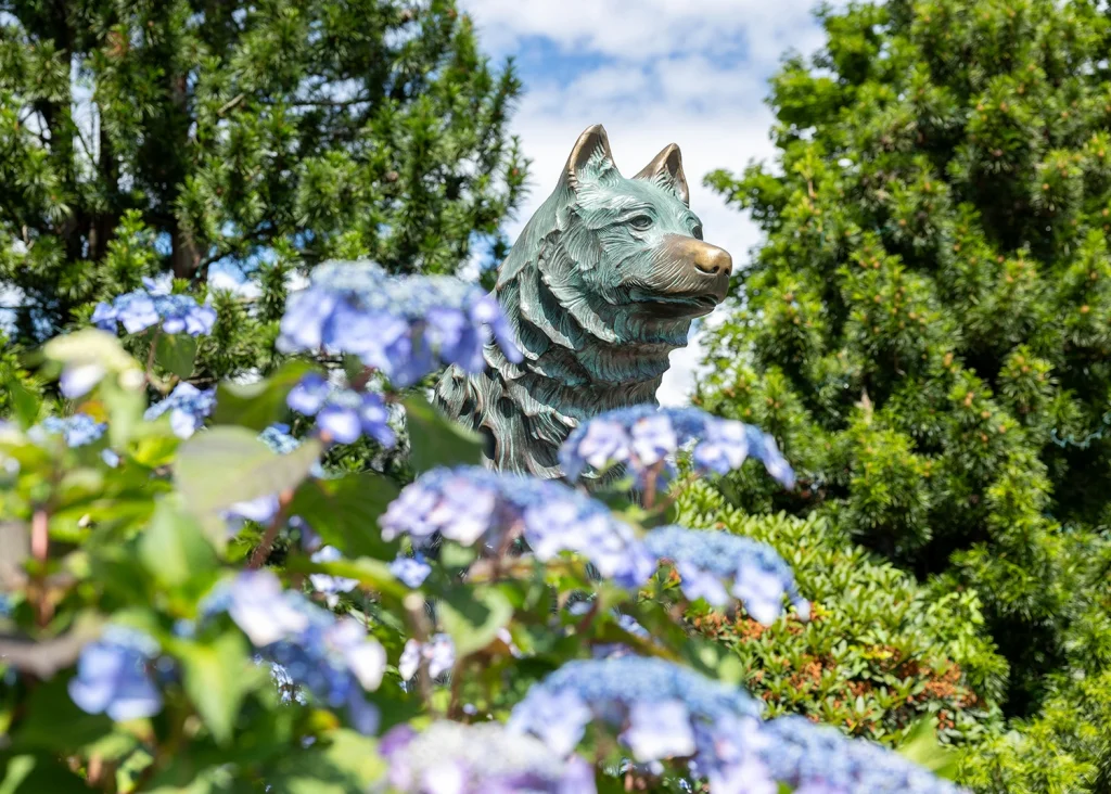UConn Husky statue surrounded by blue flowers.