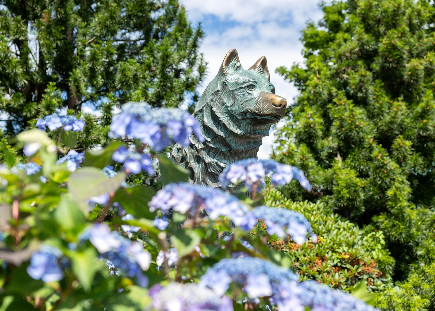 Statue of the UConn Husky dog with blue flowers in the foreground.
